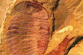 讲述地球生命演化故事（你所不知道的一级馆）图片