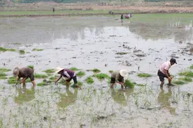 土地“转”起来 资源“活”起来 广安岳池推动农村承包地“三权分置”改革试点图片