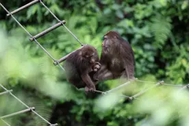 惊险！峨眉山猴子抢夺食物致男孩摔落高台！景区回应图片
