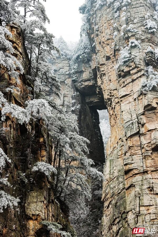 【每日一图@湖南】张家界冬日限定奇观！峰林裹银装，雾凇美出圈