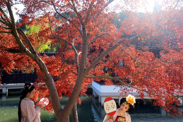 江苏苏州：虎丘“枫”景迷人