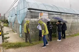 浙江宁波：台风“康妮”强降雨致农作物受灾图片