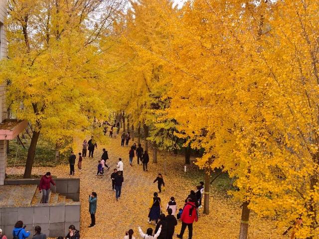 免费，需预约！本周末，河北经贸大学金秋银杏节开幕