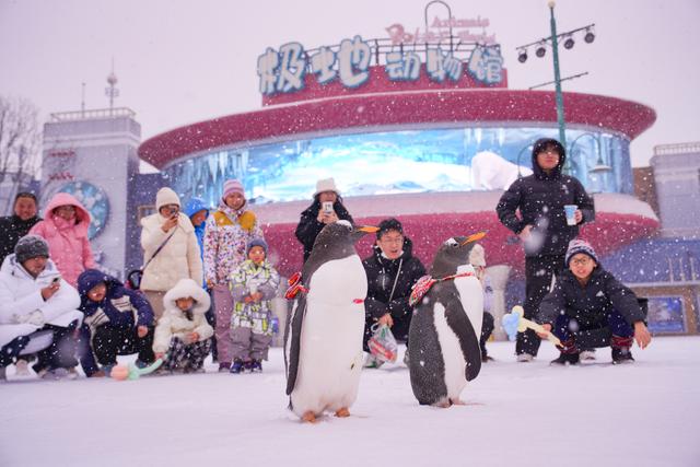 河南文旅雪后盛景：银装素裹绘就“一半仙境，一半人间”画卷