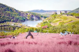 图游大连｜石河东沟粉黛花田成梦幻花海图片