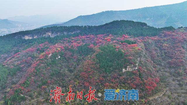 藏于深山待人识！济南西营李家庄东侧山野披“红装”，免费打卡正当时