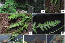 泰山新增13种蕨类植物新记录，植物种类已达1627种图片