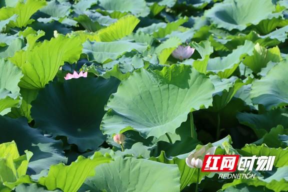 组图 | 衡阳：夏日赏荷正当时