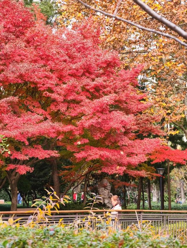 在静安，藏着一处红枫黛瓦的冬日中式美学“顶流”，猜猜在哪里？