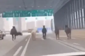 马！马！马！交警秒变“套马的汉子”图片