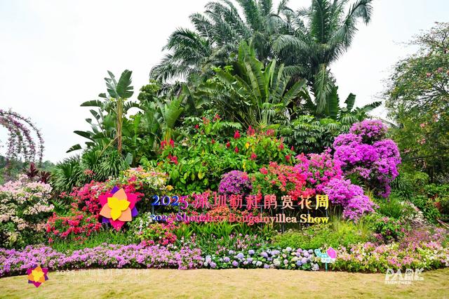 多图直击，2025深圳簕杜鹃赏花周全城绽放