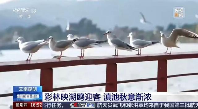 跟着央视三大频道一起赏昆明“限定款”秋色