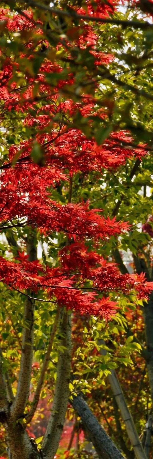 四季流转，青浦这座公园的颜值从来不掉线！