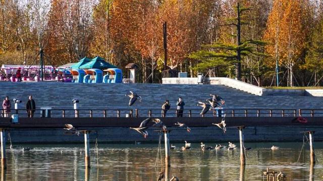 “疯狂动物城”原型，在北京找到了！