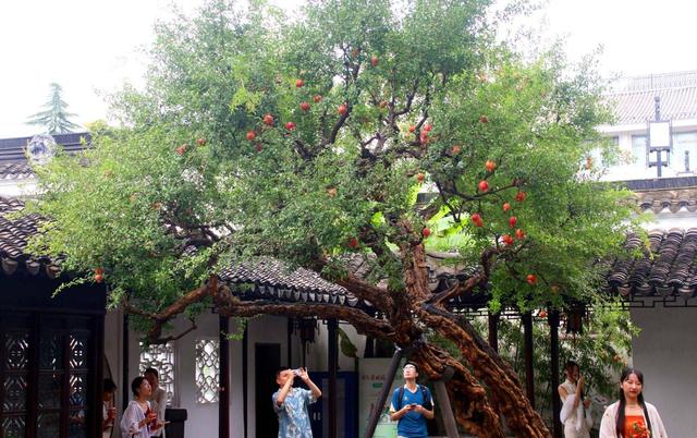 江苏苏州：古典园林怡园石榴红