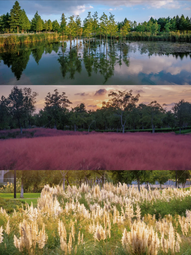 上海竟然藏了一片长满粉黛与芦苇的免费小众仙境！还有水杉渐红→