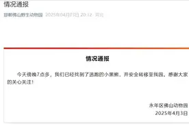 邯郸永年佛山动物园通报：逃跑的黑熊已找到图片