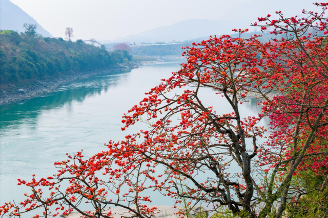 保山潞江坝迎来木棉花盛放期