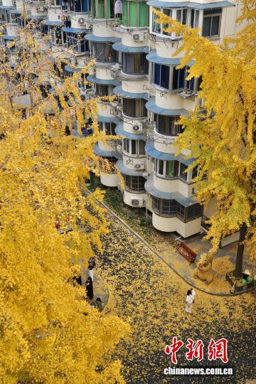 浙江杭州银杏金黄美如画 吸引市民游客打卡