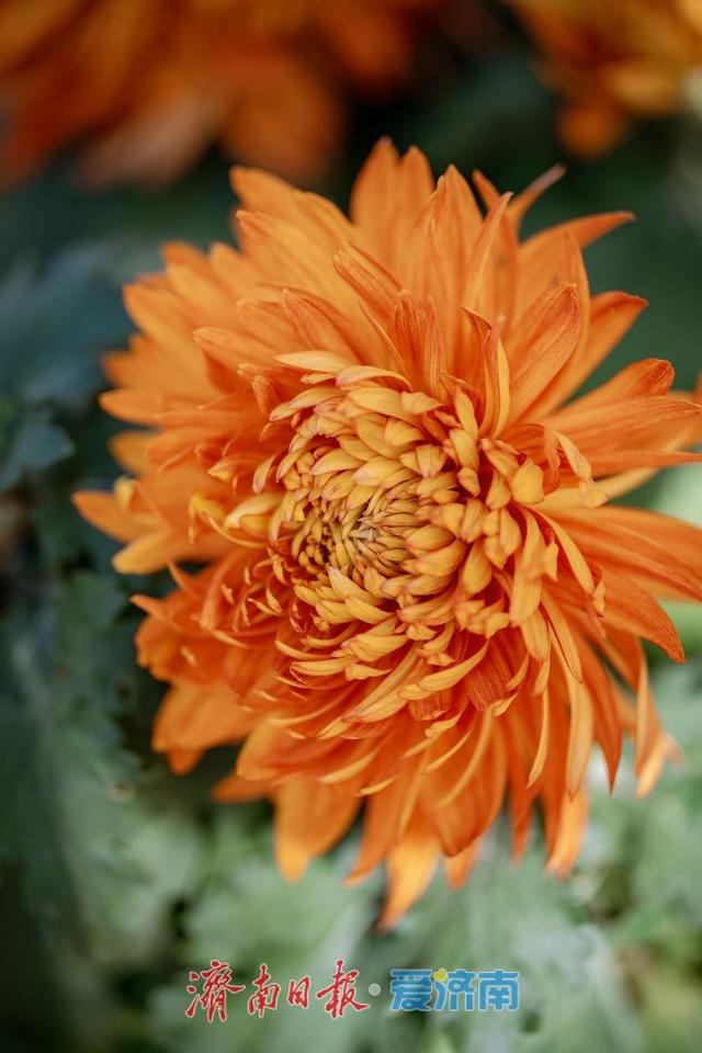 一年四季 泉在济南丨济南趵突泉菊展：初冬时节菊花争艳 满园锦绣引客来