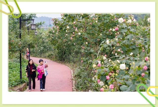 藏不住了！大足这个村的芙蓉花海，已成初冬“神仙打卡地”