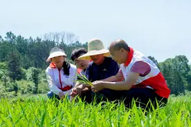 农田里的植保补肥“新招式”图片