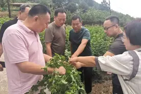 石泉：紫苏喜获丰收为乡村振兴“添香增色”图片
