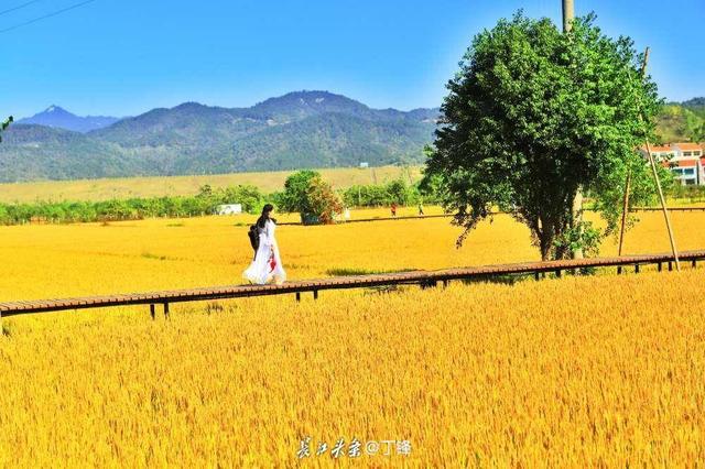 看红叶、品甜柿、赏稻浪，黄冈三景入选湖北十大赏秋地