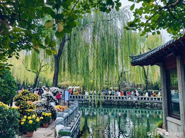 趵突泉菊展花开正当时