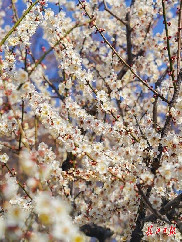 最新公园赏梅地图发布，武汉116座公园可赏梅花