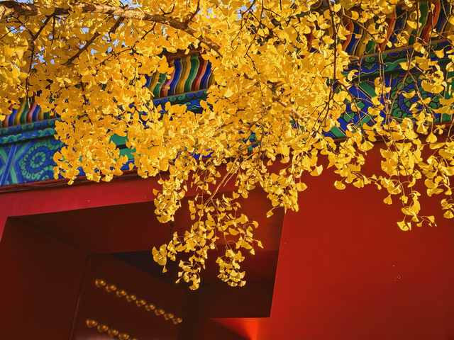 有一种美，叫“地坛的秋”