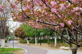 宿州“口袋公园”春意正浓图片