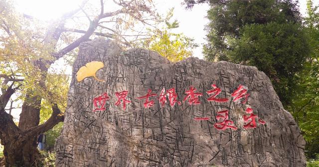 来金色妥乐 赏深秋美景