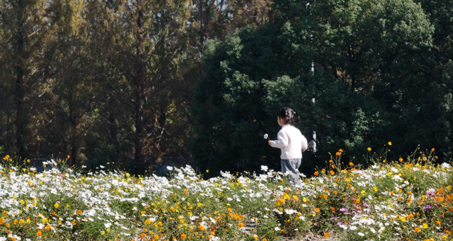余杭这片花海，限时回归！