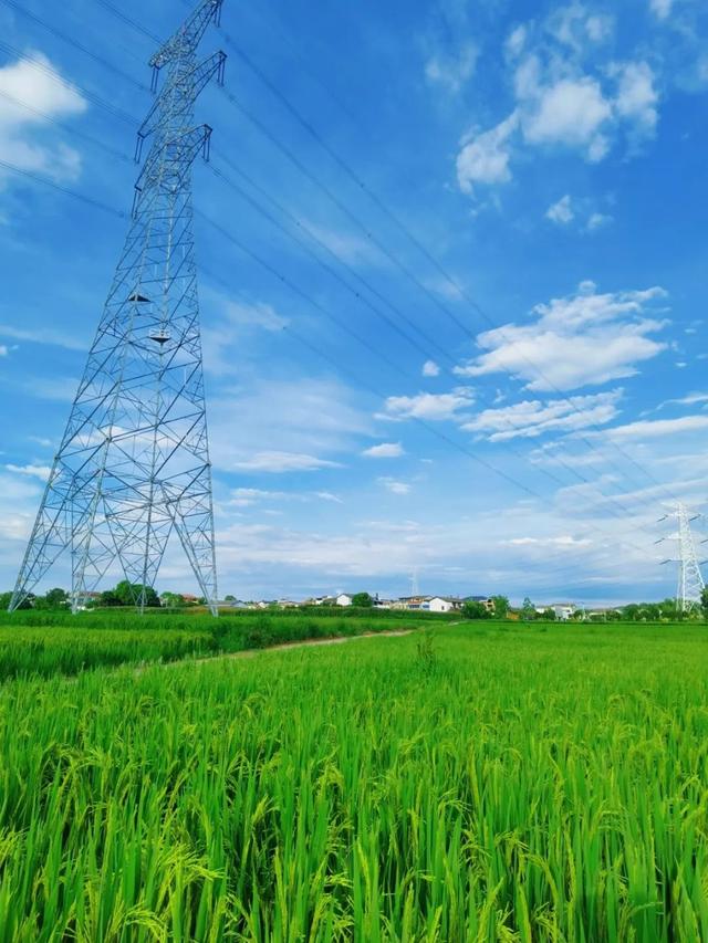 乐游绵阳 清凉一夏 ‖ 又是一年稻花香，游仙这个村庄美成治愈系油画！
