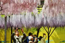 玉渊潭公园巧手“剪”出紫藤瀑布廊道图片