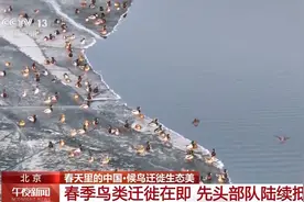 白天鹅、红头潜鸭、灰雁……候鸟迁徙进行时→图片