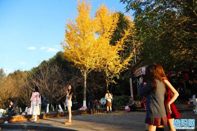 这含“金”量，不摆啦！贵阳的秋天，谁懂？