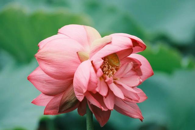 云游美丽中国 · 普者黑特辑