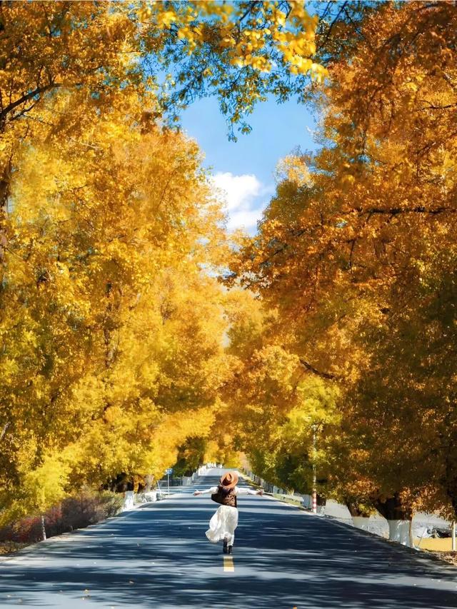 听说放秋假了？新都桥这波秋日余温太美了