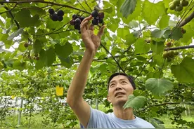 不吐皮更营养，走近葡萄新贵“马斯卡丁”图片
