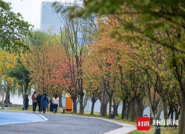 赏秋不跑远 成都多个城区公园也能看红叶｜图集