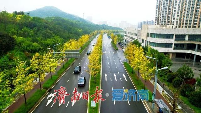 一年四季 泉在济南丨秋雨润泉城 新泺大街金甲披身入画来