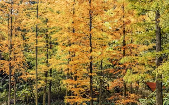 南宁市石门森林公园换上限定 “彩装”