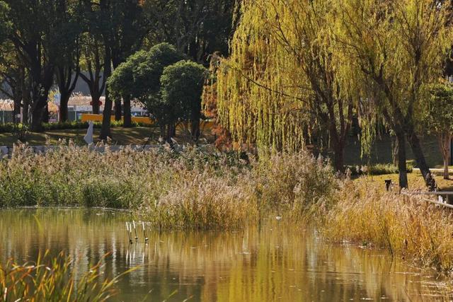 红的黄的绿的！天气这么好，来这些地方看看闵行的秋天吧~