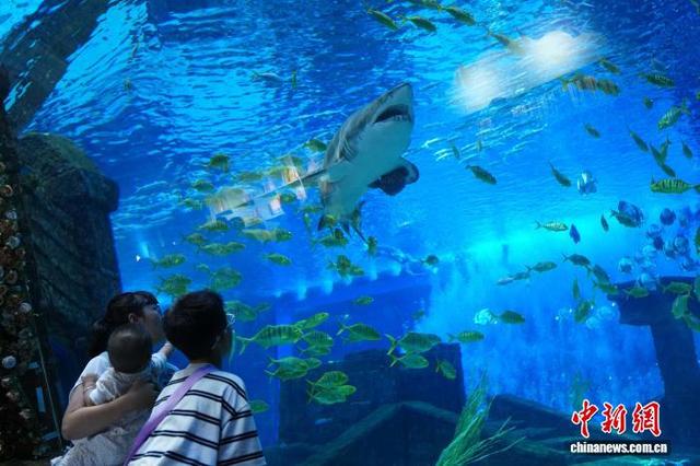 云南昆明：畅游海洋世界享快乐暑假