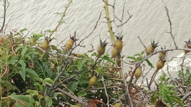 写点生活｜摘刺梨