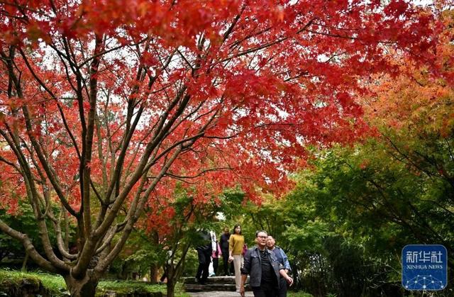 秋声渐杳 斑斓成诗