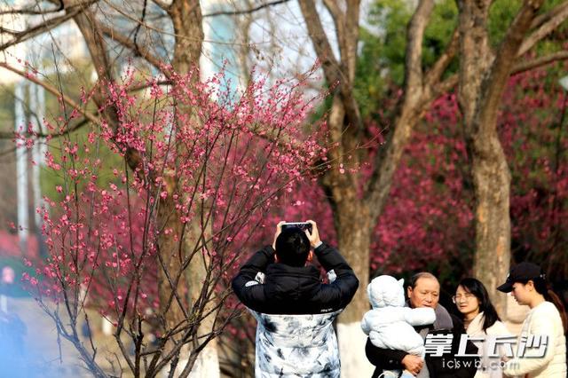 梅花满枝头，赏花打卡正当时｜组图