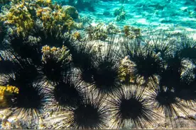 “海中刺客”！美味势不可挡！图片